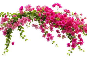 rendered image of a blooming vine bougainvillea isolated on white or transparent background, cutout, PNG, generated AI
