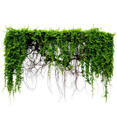 Lush green ivy cascades down, revealing a network of bare, woody stems against a black background