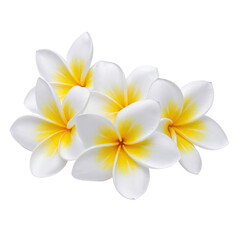 Realistic illustration of five white and yellow frangipani flowers on a transparent background