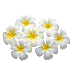 Several frangipani blossoms with white petals and yellow centers, arranged together