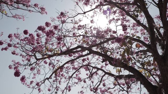 pink ipe tree in bloom on a sunny day