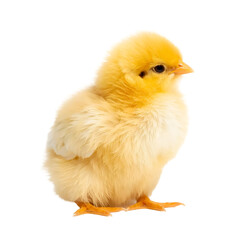 Fototapeta premium baby chicken isolated on white background