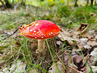 A red and white mushroom sitting in the grass in the woods