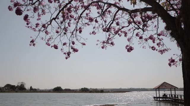 pink ipe tree in bloom on the edge of the lake