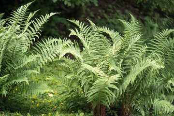 Fern bush in the middle of a green park
