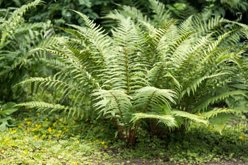 Fern bush in the middle of a green park