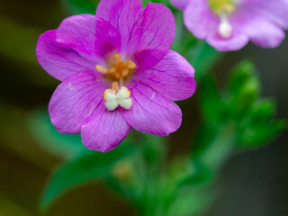 Fototapeta premium Purple wildflowers, macro, close-up.