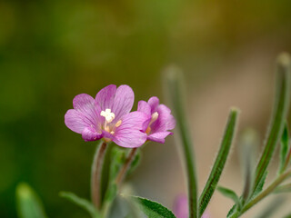 Obraz premium Purple wildflowers, macro, close-up.