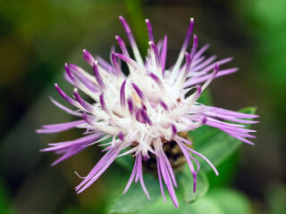 Purple wildflowers, macro, close-up.