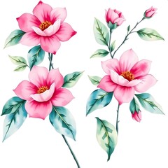 watercolor flower illustration