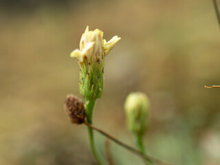 Yellow wildflowers in the field, macro, close-up.