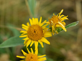 Yellow wildflowers in the field, macro, close-up.