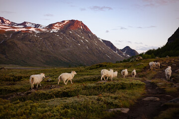 Sheep in the mountains of Norway
