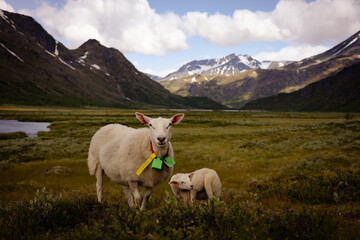Sheep in the mountains of Norway