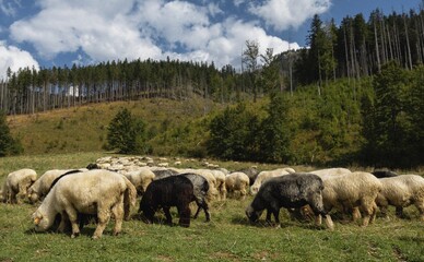 owieczki pasące się na zielonej łące w górach – sielankowy krajobraz natury
