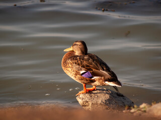 Small brown mallard with purple feathers on its wing, in a lake © Hatice