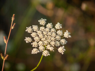 Queen Anne's Lace Wildflower (Daucus carota) A common name for wild carrots, Queen Anne's Lace is a white wildflower
