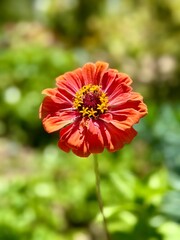 gros plan sur une fleur de zinnia orange corail avec de la verdure un jour ensoleillé d'été
