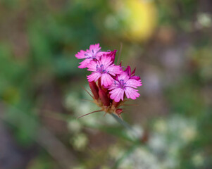 Sweet sweet-scented lily in nature, close-up. macro