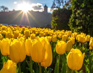 Golden tulips in a sunlit garden