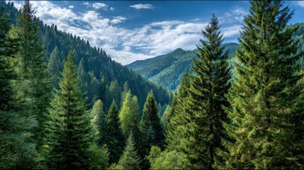 Obraz premium A lush green forest with a blue sky in the background. The trees are tall and full of leaves, creating a peaceful and serene atmosphere