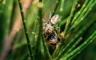 jumping spider eating prey
