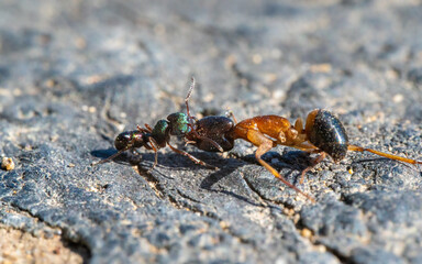 ant and prey