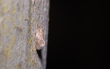 moth on a truck