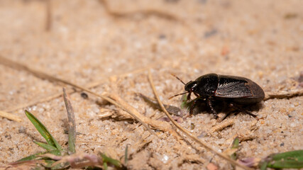 Obraz premium Adrisa stink bug crawling