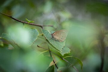 Aphantopus hyperantus sits on a leaf of a tree