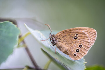 Aphantopus hyperantus sits on a leaf of a tree