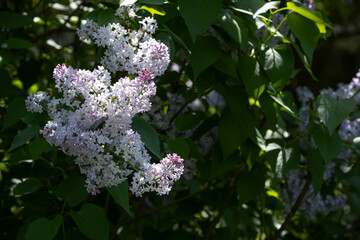 Light purple lilac flowers in partial shade