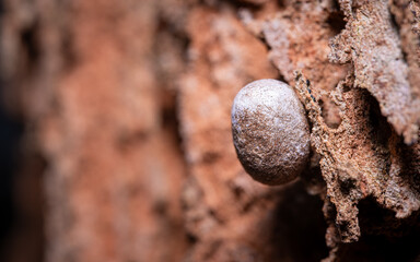 close up of an egg