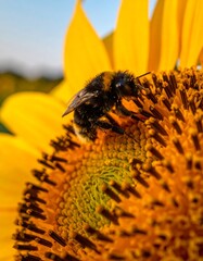 Close-up of a bee on a sunflower