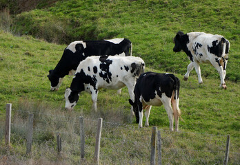 family of black and white cows grazing on a green hillside pasture