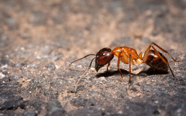 CVarpenter ant close up