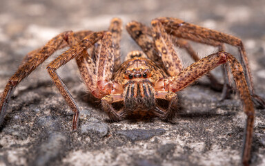 spider on the pavement