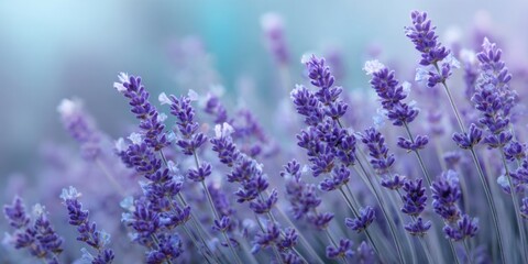 Obraz premium Lavender Fields with Delicate Floral Patterns on a Soft Blue Background for Elegant Design