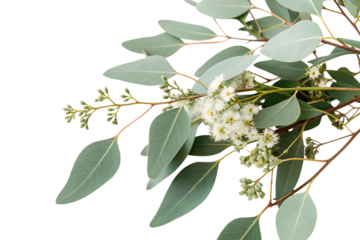 eucalyptus branch with flowers, cutout, PNG isolated on a white or transparent background