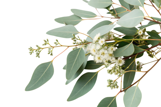 eucalyptus branch with flowers, cutout, PNG isolated on a white or transparent background