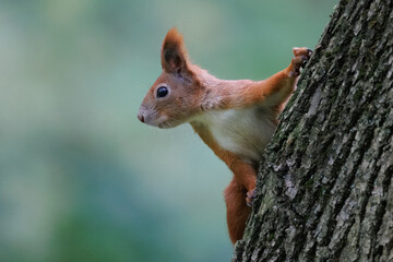 A red squirrel clings to a tree trunk and looks toward to the camera lens against a light green...