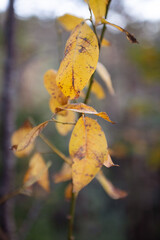 Yellow leaves in autumn