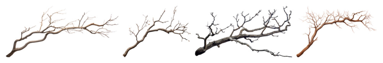 Fototapeta premium PNG Realistic detailed tree branches, element set on transparent background