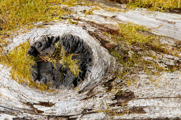 Moss Covered Tree Knot