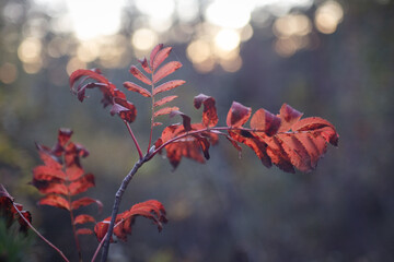 Red leaf in autumn