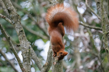 A red squirrel clings head down to a tree trunk, eating a mushroom growing on it on a cloudy autumn day.