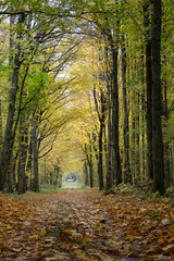 Obraz premium Path in Bialowieza Forest in Poland