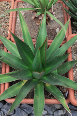 Green succulent plant with long, pointed leaves growing in a terracotta pot, surrounded by gravel, showcasing vibrant foliage and natural beauty in a garden setting