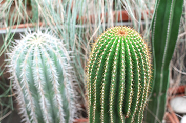 Green cactus with spines stands prominently beside a white spiky cactus in a terracotta pot, showcasing the beauty of desert plants in a botanical setting