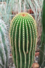 Green cactus with tall, ribbed structure and sharp spines, surrounded by other cacti, showcasing unique desert plant life and natural beauty in a vibrant environment